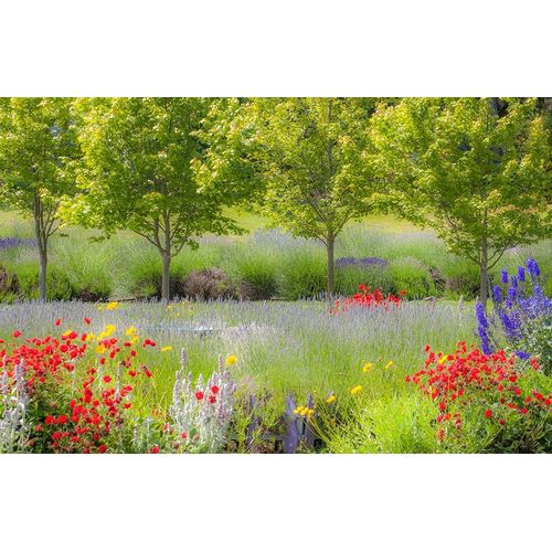 Sequim-Washington State-Pacific Northwest Red Poppies-Lavender garden